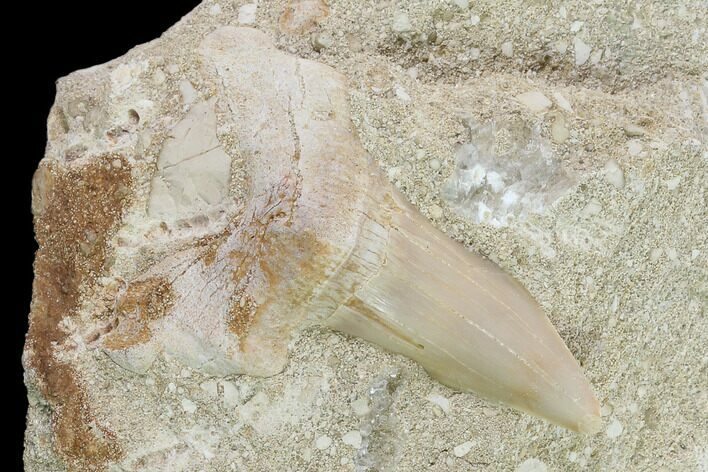 Otodus Shark Tooth Fossil in Rock - Eocene #135854